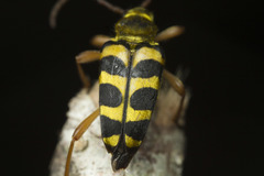 Strophiona laeta