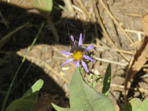 iNaturalist observation photo of Sinuous Bee Fly
