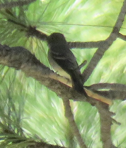 iNaturalist observation photo of Empidonax Flycatchers