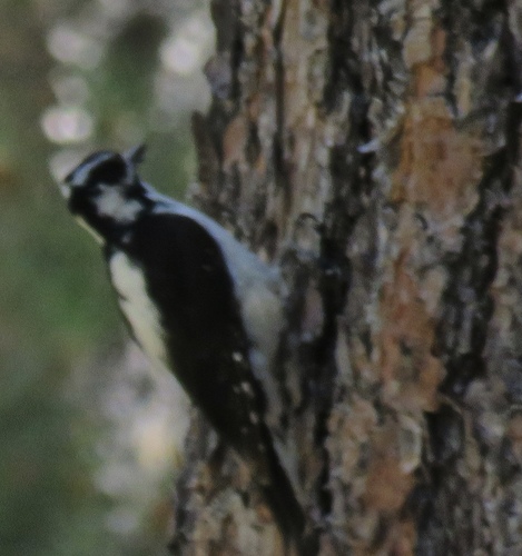 iNaturalist observation photo of Hairy Woodpecker