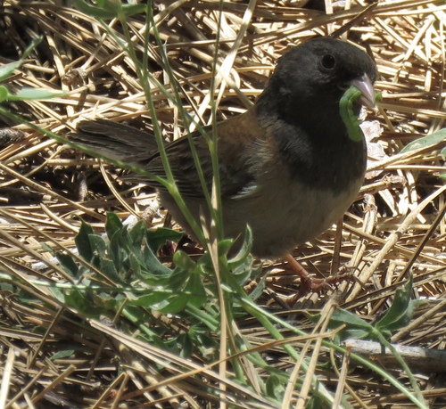 iNaturalist observation photo of Dark-eyed Junco