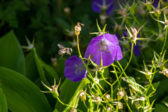 Campanula carpatica
