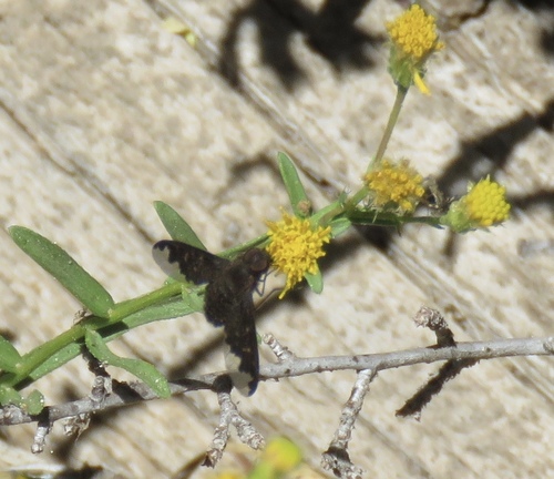 iNaturalist observation photo of Sinuous Bee Fly