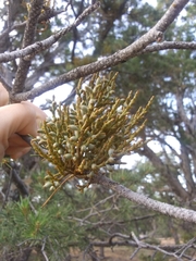 Arceuthobium divaricatum