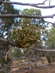 Arceuthobium divaricatum