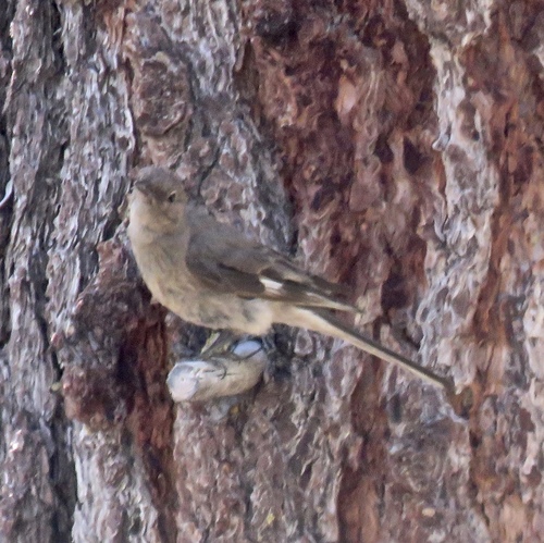 iNaturalist observation photo of Townsend's Solitaire