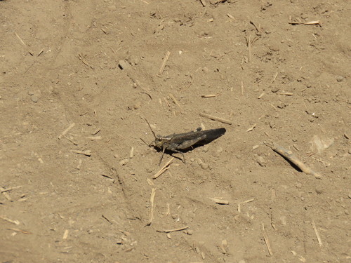 iNaturalist observation photo of Crackling Forest Grasshopper