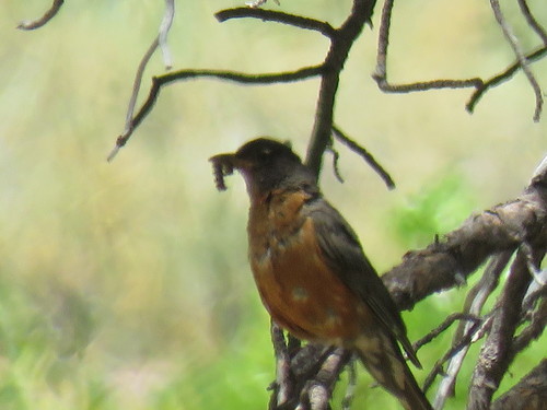iNaturalist observation photo of American Robin