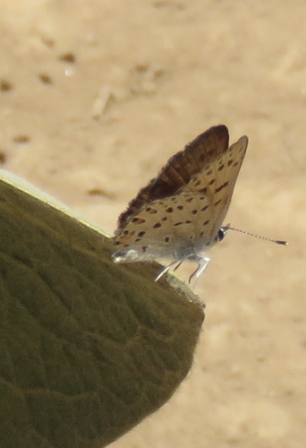 iNaturalist observation photo of Gorgon Copper