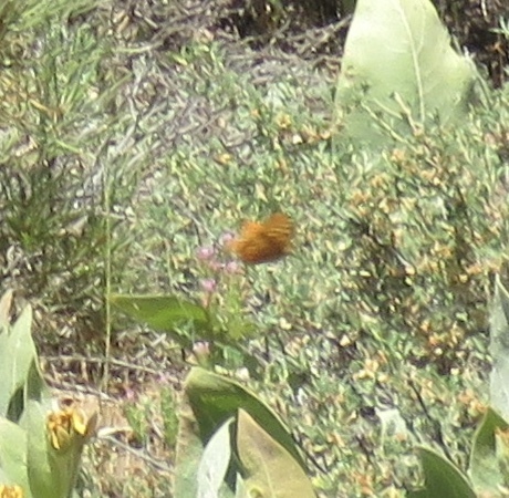 iNaturalist observation photo of Greater Fritillaries