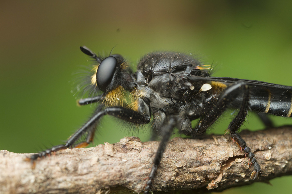 Laphria ferox