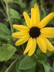 Helianthus debilis image