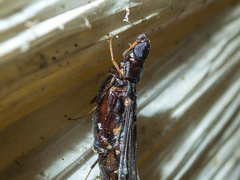 Atractocerus brasiliensis