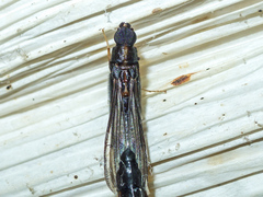 Atractocerus brasiliensis
