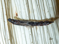 Atractocerus brasiliensis