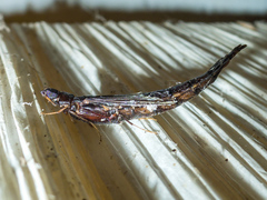 Atractocerus brasiliensis