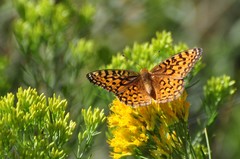 Speyeria coronis halcyone