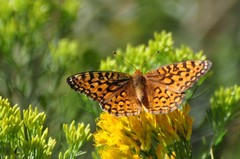 Speyeria coronis halcyone