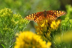 Speyeria coronis halcyone