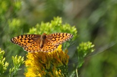 Speyeria coronis halcyone