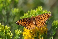 Speyeria coronis halcyone