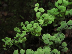 Adiantum chilense scabrum