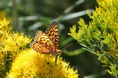 Speyeria coronis halcyone