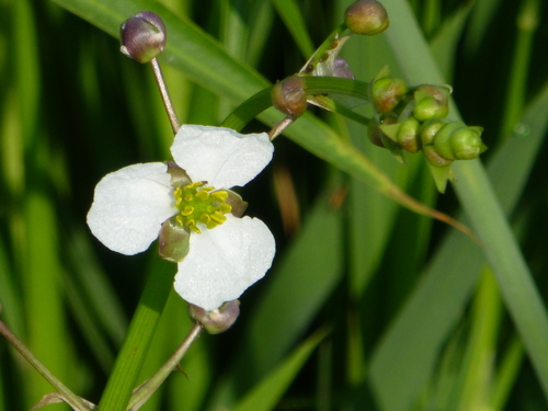 Image of Sagittaria longiloba by no rights reserved