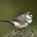 Double-barred Finch - Photo (c) Michael Hains, some rights reserved (CC BY-NC), uploaded by Michael Hains