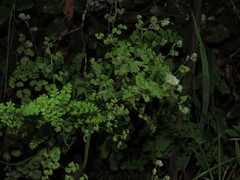 Adiantum chilense scabrum