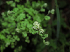 Adiantum chilense scabrum