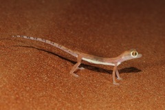 Trigonodactylus arabicus