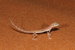 Trigonodactylus arabicus