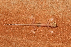 Trigonodactylus arabicus