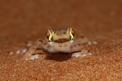 Trigonodactylus arabicus