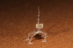 Trigonodactylus arabicus