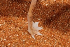 Trigonodactylus arabicus