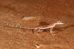 Trigonodactylus arabicus