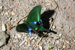Papilio arcturus