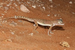 Stenodactylus doriae