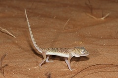 Stenodactylus doriae