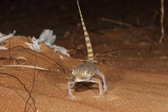 Stenodactylus doriae