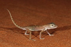 Stenodactylus doriae