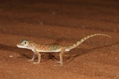 Stenodactylus doriae
