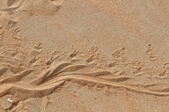 Acanthodactylus schmidti