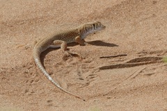 Acanthodactylus schmidti