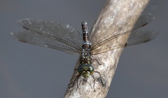 Aeshna canadensis