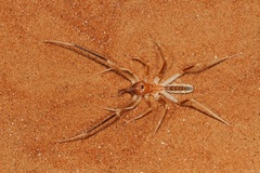 Galeodidae