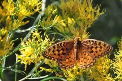 Speyeria coronis halcyone
