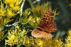 Speyeria coronis halcyone